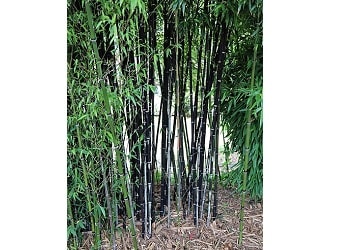 Bamboo no longer a tree under Indian Forest Act