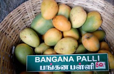 7 items including Banaganapalle mangoes of AP given GI status