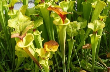 Carnivorous plants employ CO<sub>2</sub> to lure, capture prey