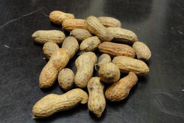 ICRISAT researchers develop groundnuts free of toxic fungi