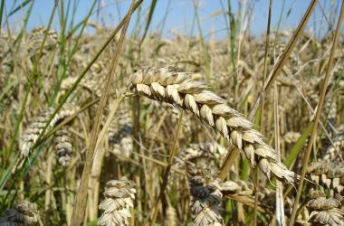 Import duty on wheat at a high of 20 percent!