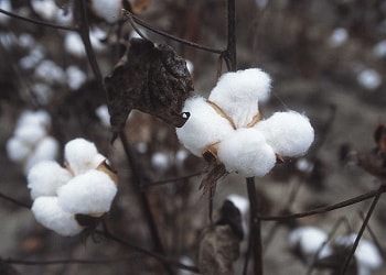 India to export cotton as pink bollworm strikes