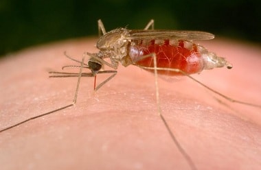 New malaria cases reduced by a third in India
