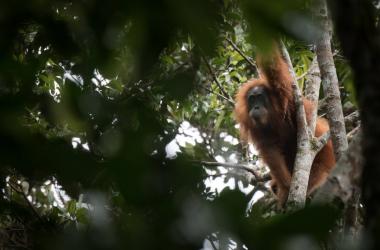 New species of Orangutan discovered