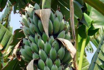 Wild Banana species in Andaman and Nicobar Islands