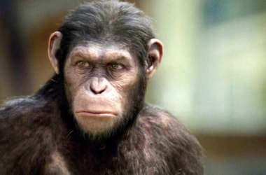 Apes think just like humans!