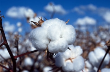 Breakthrough in controlling a major disease of cotton plants