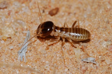 New termite species Glyptotermes Chiraharitae discovered in Kerala