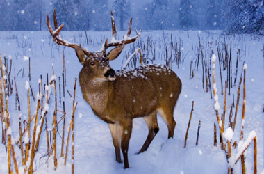 Kashmiri red stag Hangul to get IUCN protection
