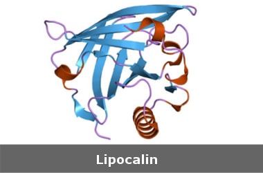 Protein to help differentiate bacterial and non-bacterial infections!