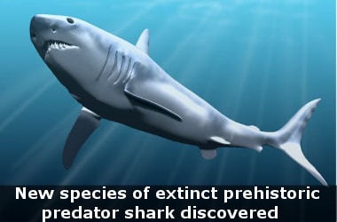 New species of extinct prehistoric predator shark discovered