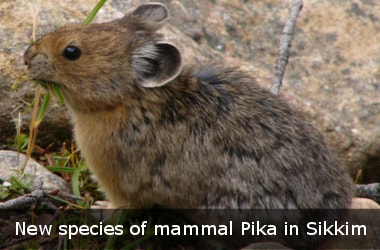New species of mammal Pika in Sikkim