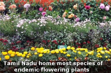 Tamil Nadu- Home to most species of endemic flowering plants