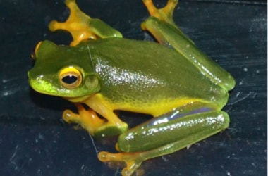 Rainbow tree frog with orange hands and feet!