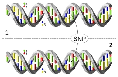 Nine SNPs influence skin colour in Indians