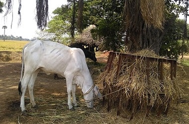 Scientists transfer embryo from ongole cows to other breeds.