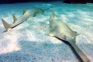 World Sawfish Day: Oct 17, 2017 