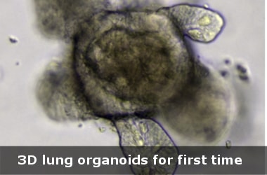 3D lung organoids for first time