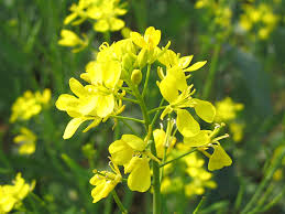 Do you know the common name for <i>Brassica juncea</i>?