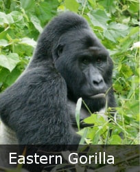 Largest living primate Eastern Gorilla, critically endangered