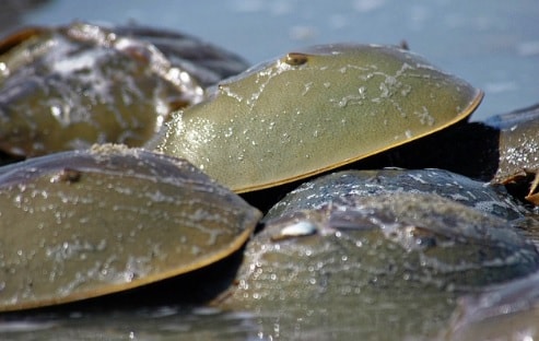 "Living Fossils" start wash up on shores of Southern Japan