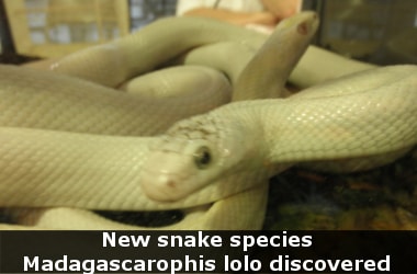 New snake species discovered