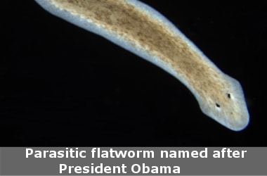 Parasitic flatworm named after President Obama