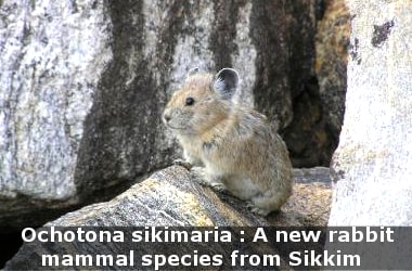 Ochotona sikimaria : A new rabbit mammal species from Sikkim