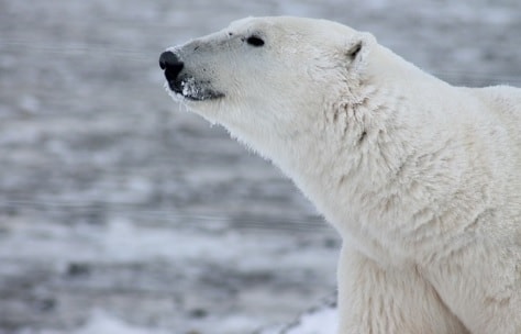 Polar bears threatened with extinction