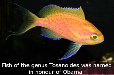 Newly discovered fish named after President Obama