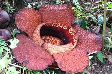 World’s largest flower blooms in Indonesia, smells of rotting corpse!