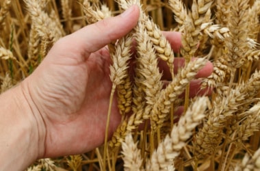 4th Estimates reveal record food grain production