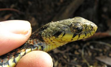 Meet Aquatic Rhabdops, the new species of non venomous snakes in northern Western Ghats