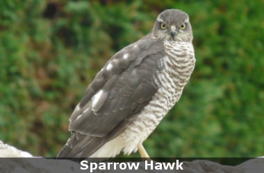 Common cuckoo’s clever strategy to scare reed warblers