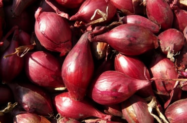 Common Food Processing Incubation Centre for Shallots launched