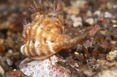 Giant triton snail that eats starfish to save Great Barrier Reef!