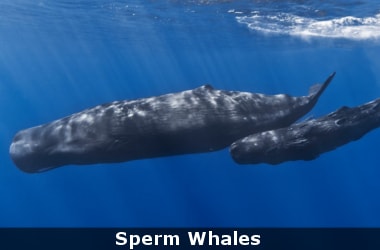Mass beaching of sperm whales due to solar flares
