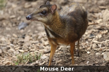 Mouse Deer beats extinction through human breeding programs