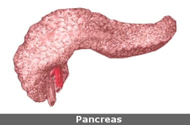 Researchers at IIT create bioartificial pancreas model
