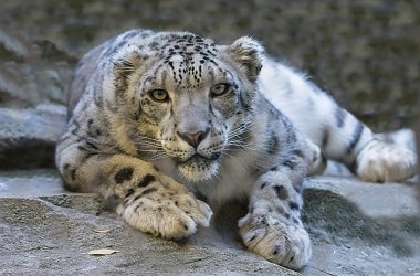 Snow Leopard no longer endangered: IUCN