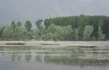 Willows behind Wular lake